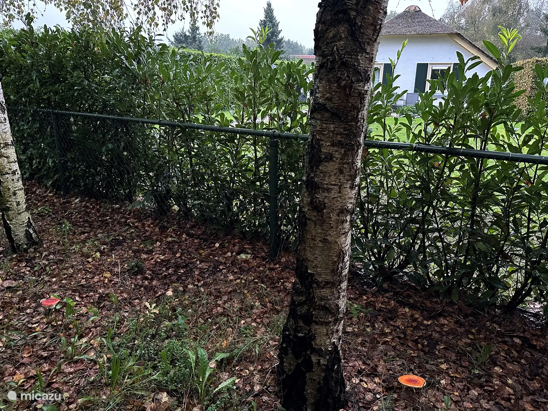 You can encounter various mushrooms between the birch trees on the north side of the bungalow.
