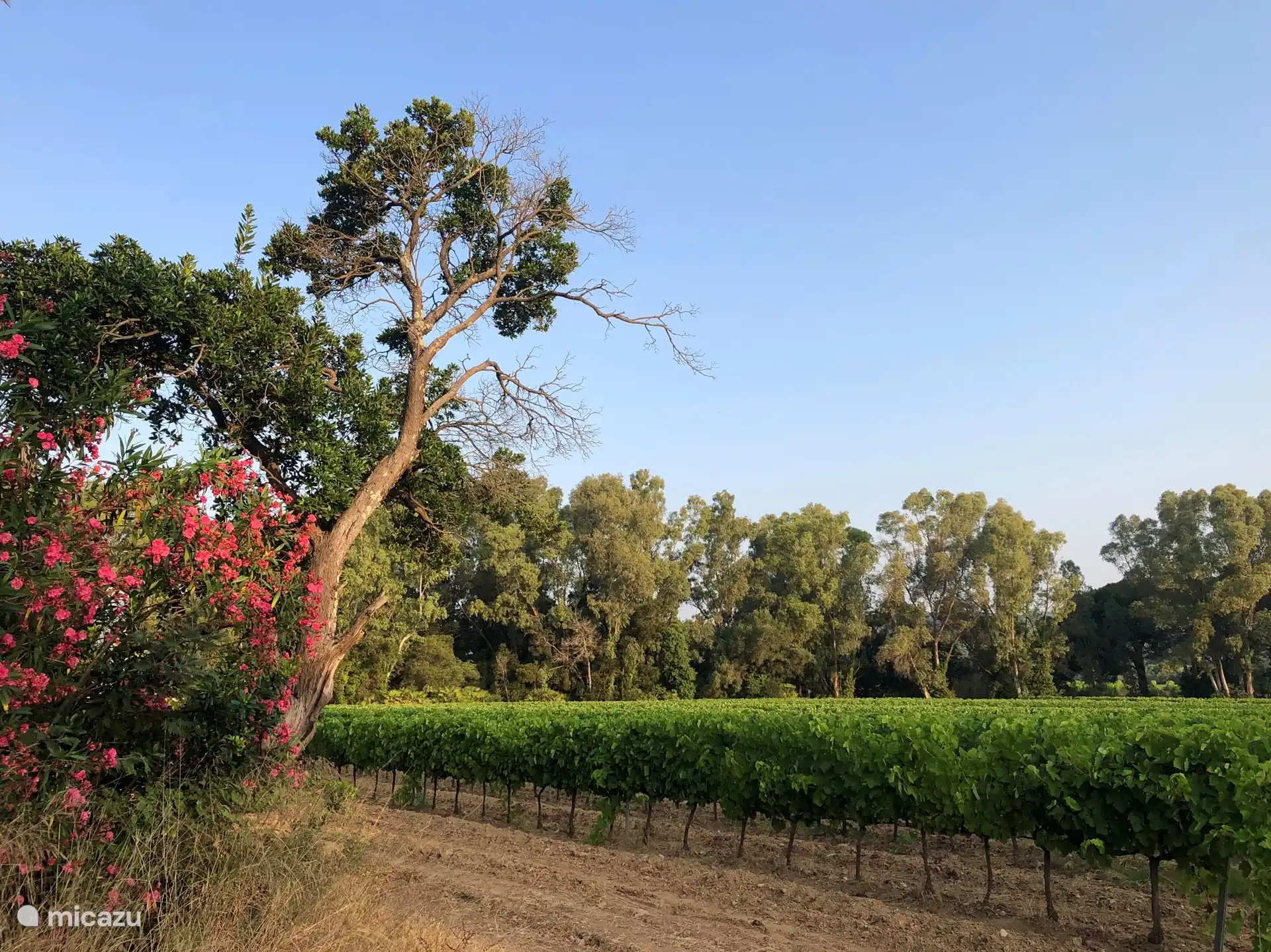Los viñedos junto al complejo vacacional.