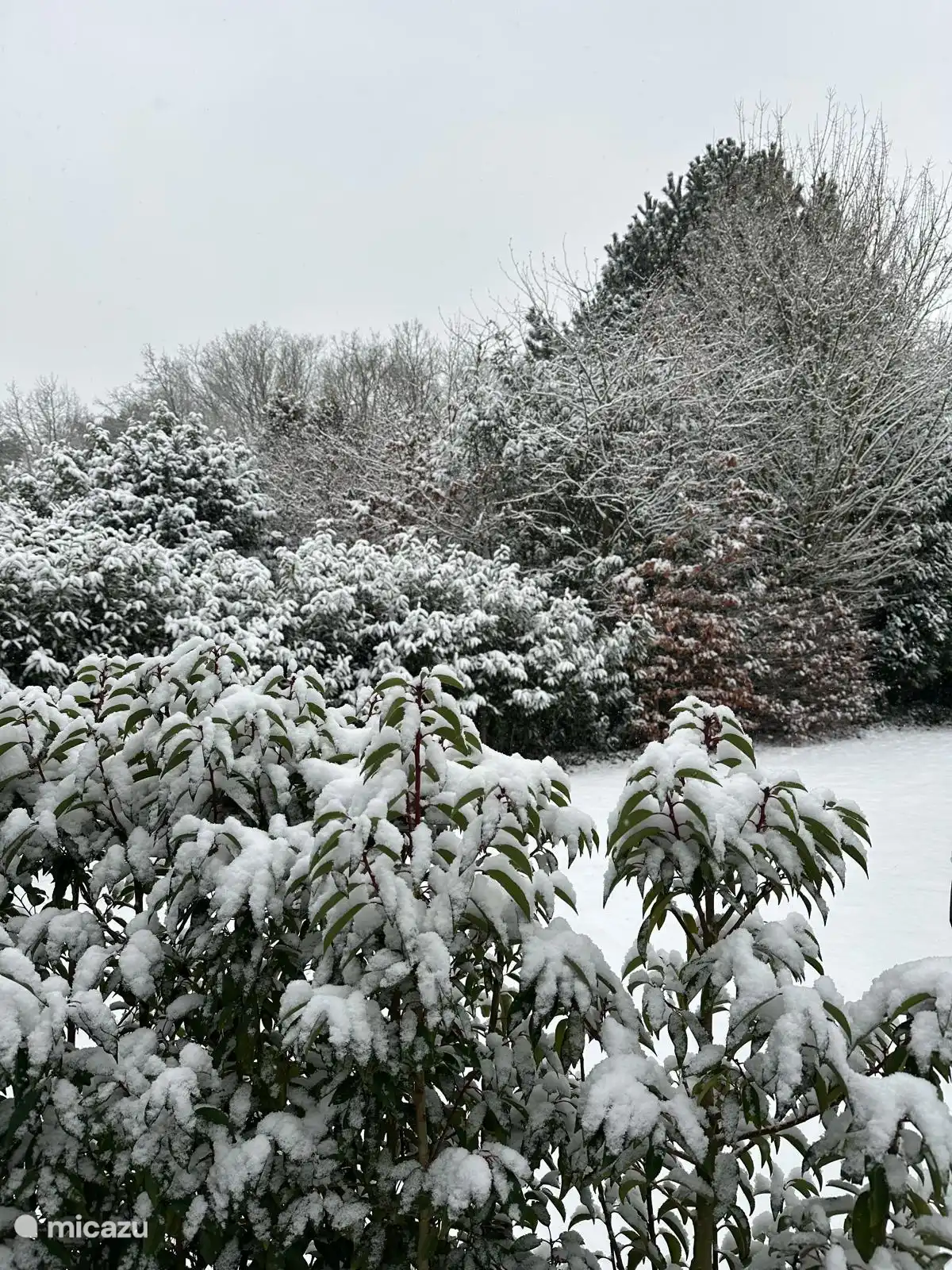 Achtertuin in de sneeuw