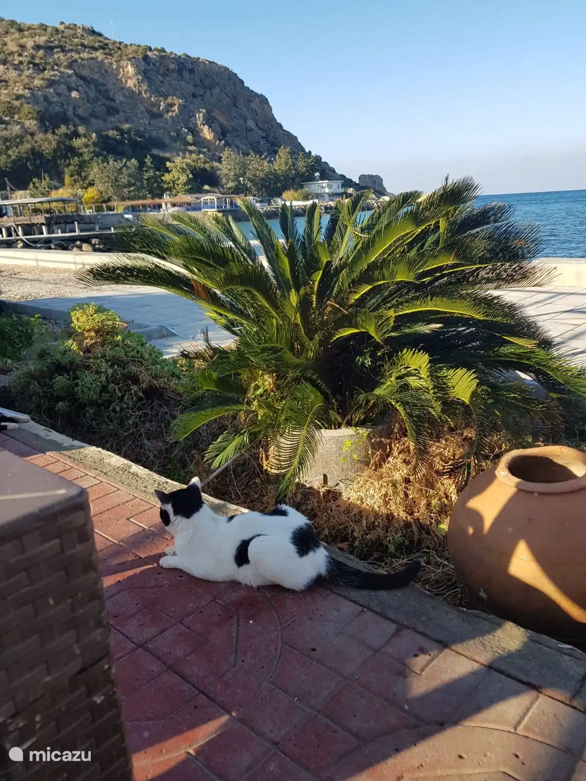 Puedes ver gatos en todas partes de Chipre. Son amables y les encanta la comida.