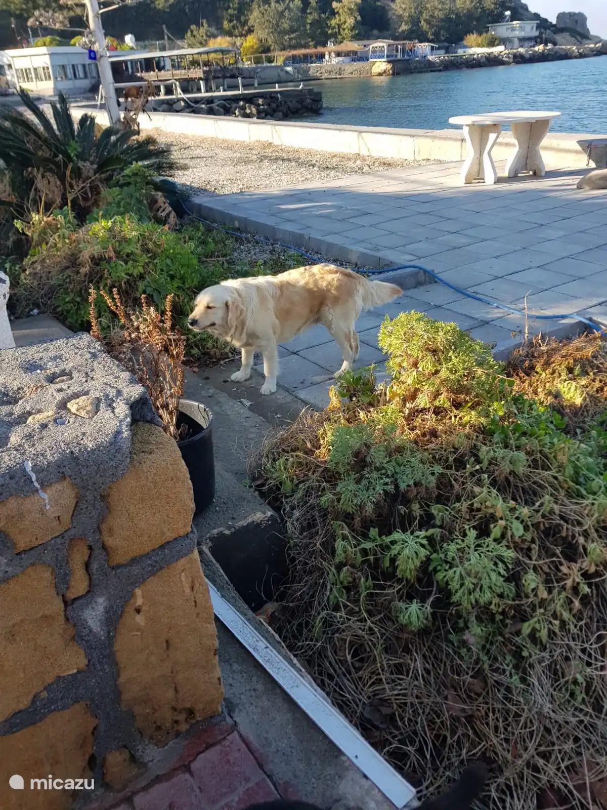 El huésped habitual del restaurante.