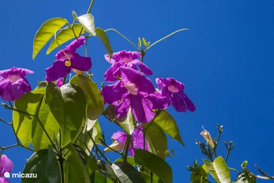 Mooie bloemen in de tuin. 