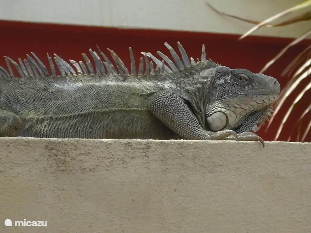 Ook deze komen regelmatig op bezoek.