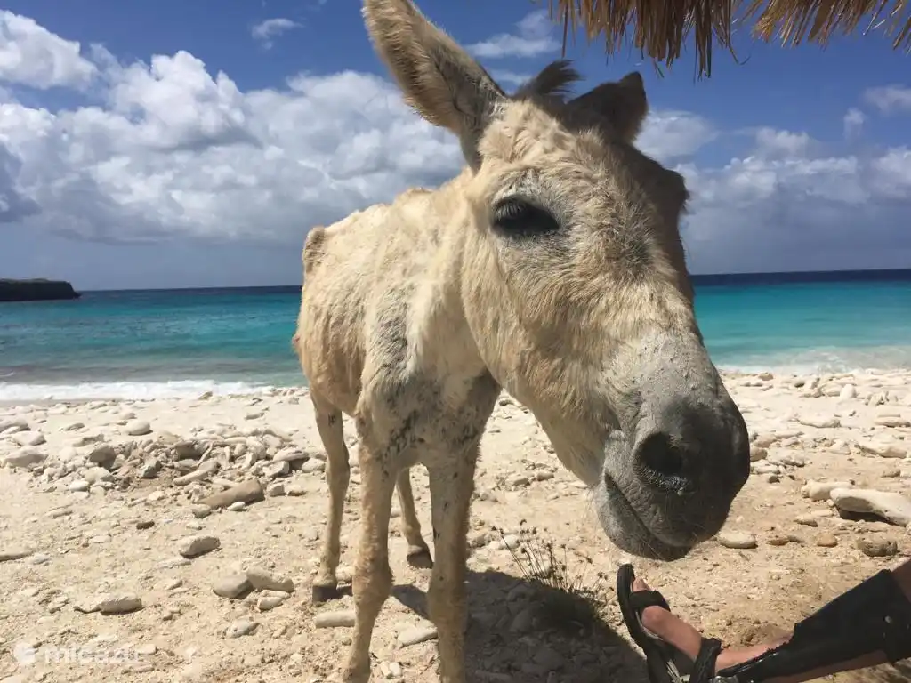 ezels lopen er veel (vrij) rond op Bonaire