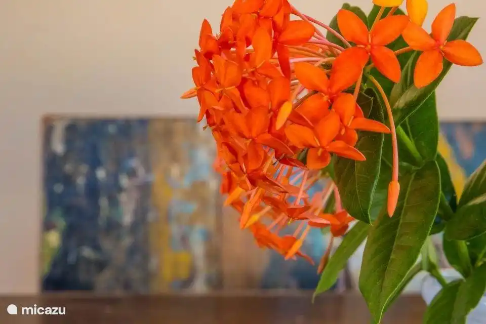 Mooie bloemen in de tuin. De Kolibrie komt graag op bezoek. 