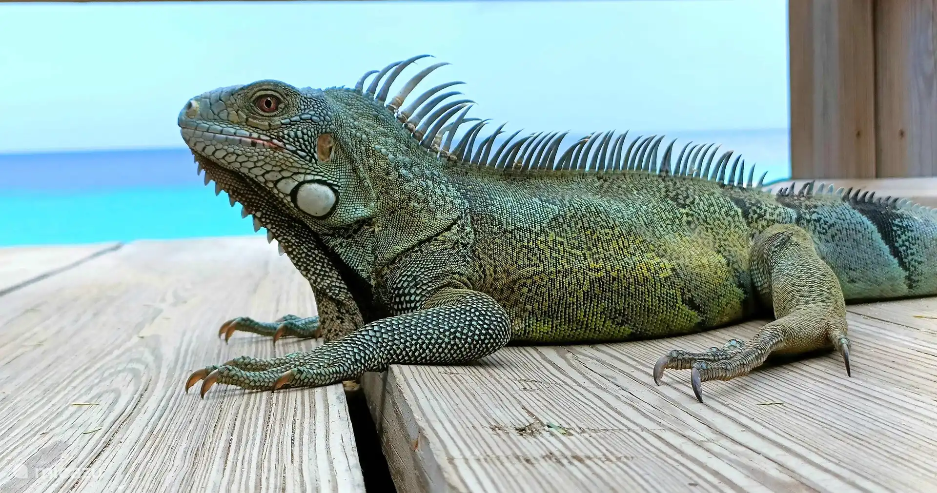 The iguanas come from the Mundi.
