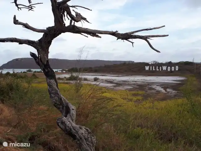 Dulsura | Curaçao, Banda Abou (ouest), Big Mountain - villa Williwood, en route pour repérer les flamants roses