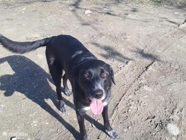 glamping / safaritent / yurt huren in Frankrijk, Aude, Montjardin – Courtizaire du Haut Onze hond Pippa