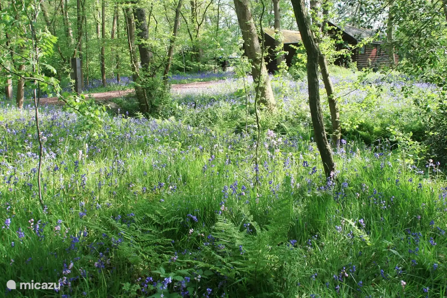 Eureka 8 ligt vlakbij het bos Het Wildrijk met de duizenden bloeiende hyacinten in het voorjaar.