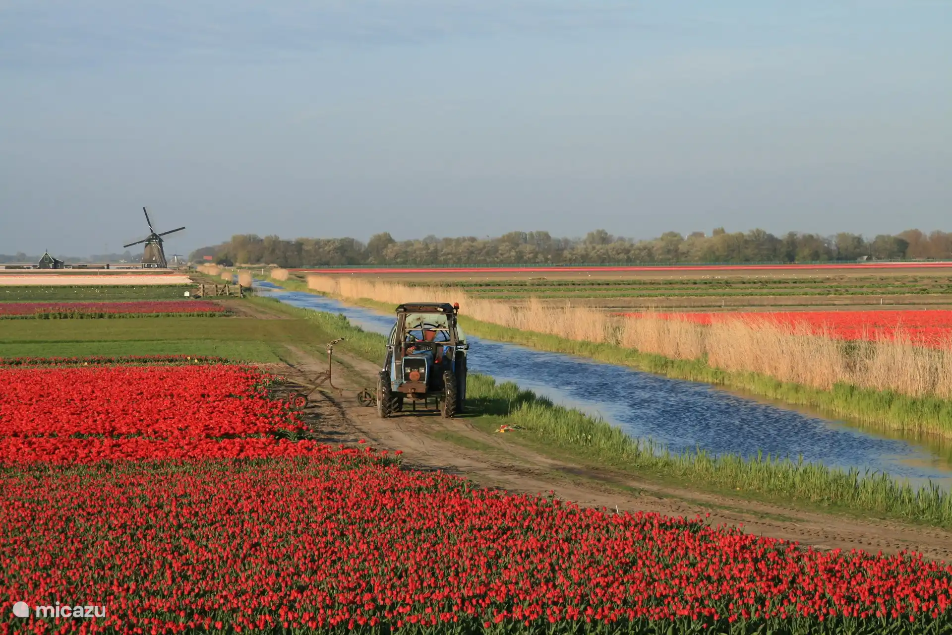 De bloeiende bollenvelden. Het blijft een fantastisch gezicht!
