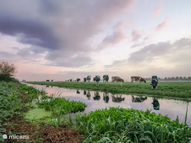 Location de Vacances Pays-Bas, Hollande méridionale, Oud Ade, chalet - la vie est belle Vue au printemps, les vaches au pâturage
