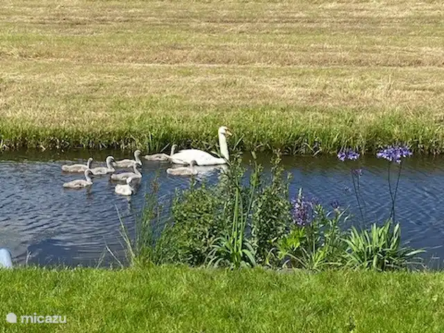 Location de Vacances Pays-Bas, Hollande méridionale, Oud Ade, chalet - la vie est belle Quelle belle vue