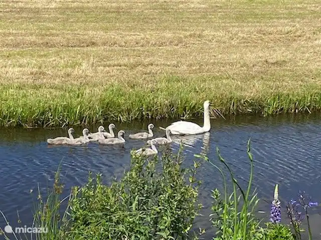 Location de Vacances Pays-Bas, Hollande méridionale, Oud Ade, chalet - la vie est belle Quelle belle vue