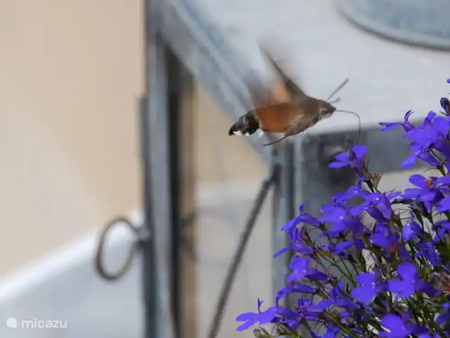 La Gloriette | France, Maine-et-Loire, Les Bois d'Anjou - gîte / cottage le papillon colibri est un invité fréquemment vu