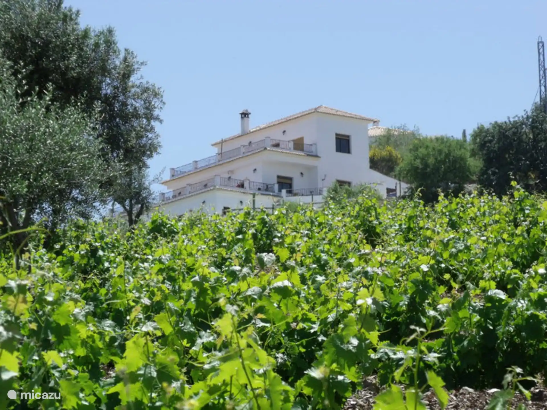 Blick hinauf zum Vine Ridge