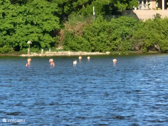Location de Vacances Curaçao, Banda Ariba (est), Seru Bottelier, maison de vacances - Kasita blanku à la Villa Perla Marais salants avec flamants roses.