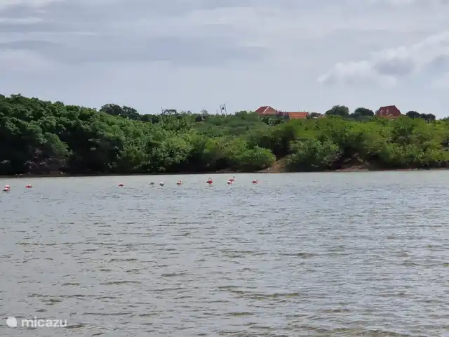 Location de Vacances Curaçao, Banda Ariba (est), Seru Bottelier, maison de vacances - Kasita blanku à la Villa Perla Salières