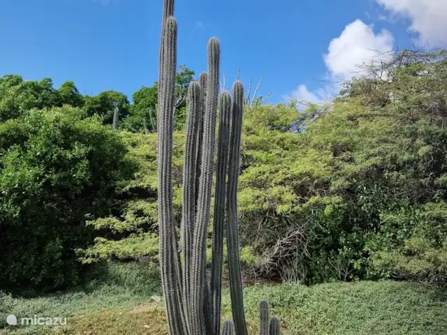 Location de Vacances Curaçao, Banda Ariba (est), Seru Bottelier, maison de vacances - Kasita blanku à la Villa Perla Salières