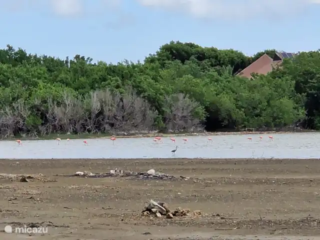 Location de Vacances Curaçao, Banda Ariba (est), Seru Bottelier, maison de vacances - Kasita blanku à la Villa Perla Salières