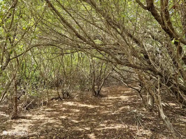 Location de Vacances Curaçao, Banda Ariba (est), Seru Bottelier, maison de vacances - Kasita blanku à la Villa Perla Salières