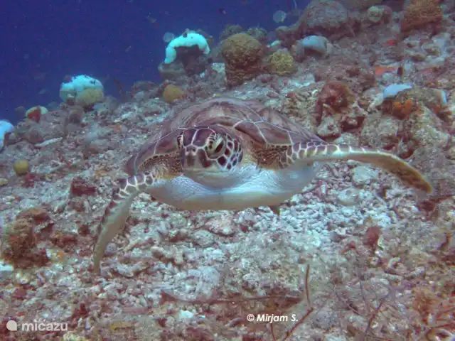 Location de Vacances Curaçao, Banda Ariba (est), Seru Coral, appartement - Appartement de vacances avec piscine Plongée via ''dive on Curacao'' avec Fred Broer. Le complexe dispose d'une école de plongée où vous pourrez suivre divers cours et plongées d'initiation.