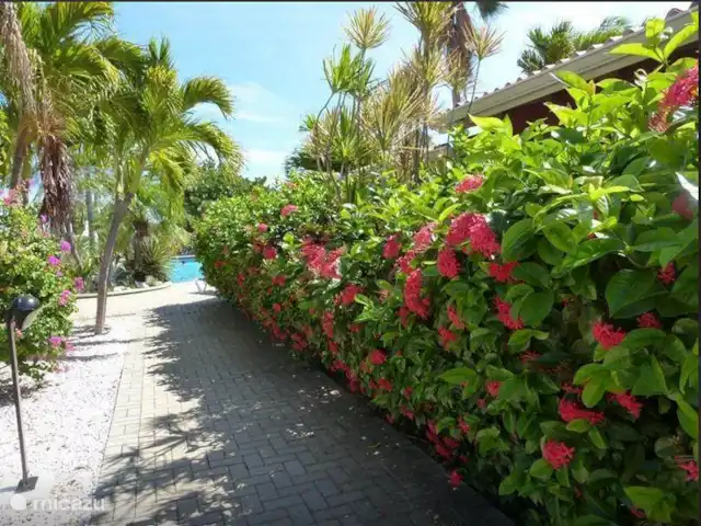 Location de Vacances Curaçao, Banda Ariba (est), Seru Coral, appartement - Appartement de vacances avec piscine En route vers la piscine