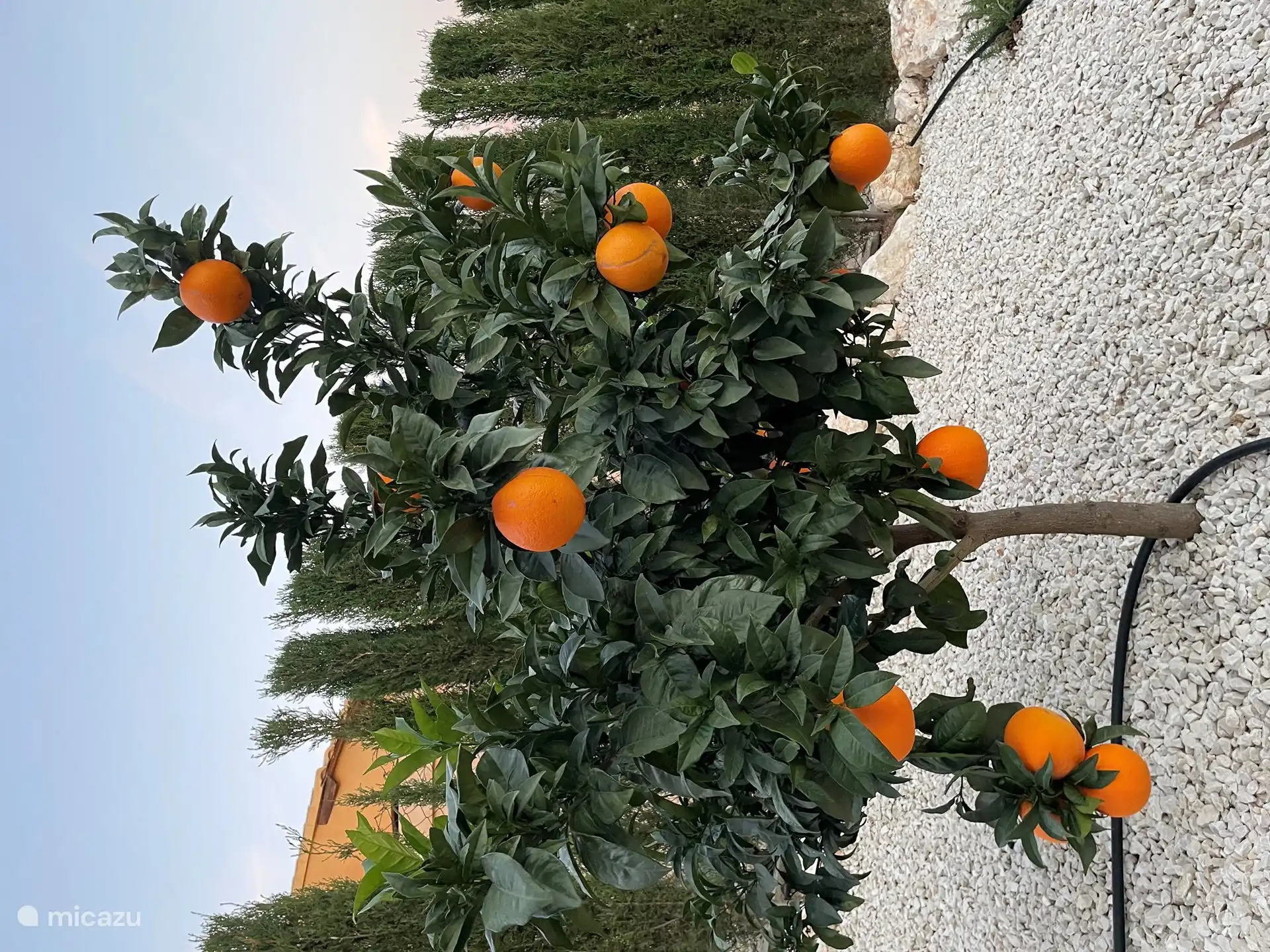 Orangen im eigenen Garten pfl&#252;cken