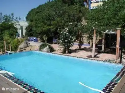 Ein Blick auf den Pool mit der gerade bluehenden Rose.