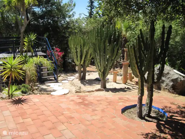 Maison du Théâtre | Portugal, Algarve, Tavira - maison de vacances Vue adjacente depuis la piscine sur les grands cactus qui mesuraient à peine 20 cm de haut il y a des années.