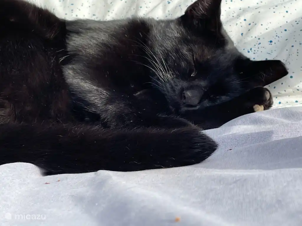 Unsere Katze Panthi zieht es im Sommer vor im Schatten zu doesen.