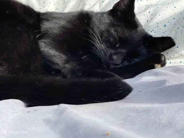 Maison du Théâtre | Portugal, Algarve, Tavira - maison de vacances Notre chat Panthi préfère se coucher à l'ombre en été.