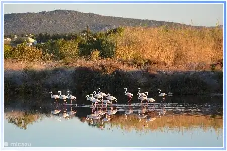 Und unsere Flamingos bereichern us das ganze Jahr ueber gerne erzaehle ich Ihnen von wo aus man sie sehen kann.