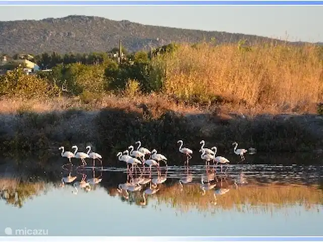 Maison du Théâtre | Portugal, Algarve, Tavira - maison de vacances Et nos flamants roses nous enrichissent toute l'année, je me ferai un plaisir de vous indiquer d'où vous pouvez les voir.