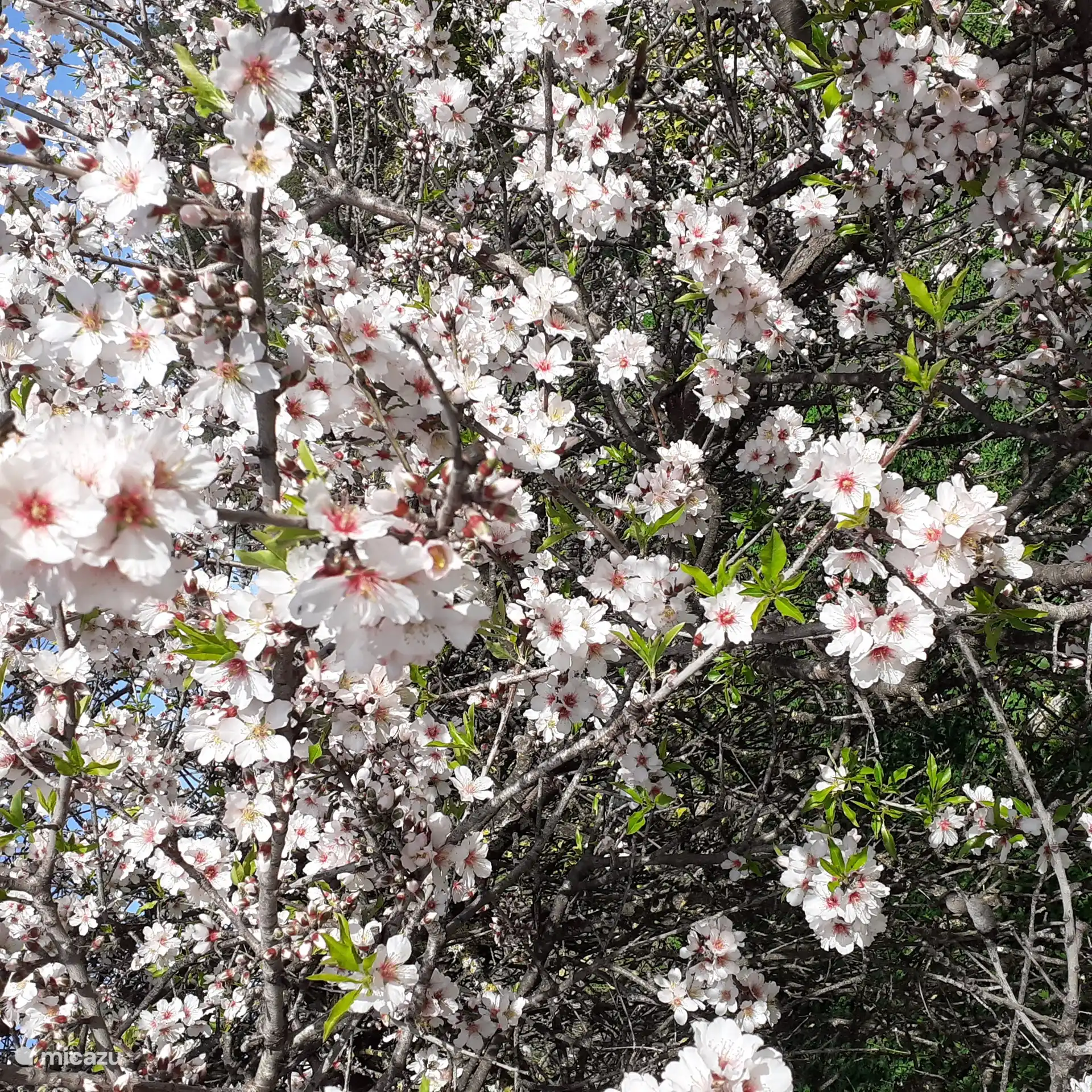 Schon Anfang-Mitte Januar erfreuen wir uns an der Pracht der Mandelbluehte.