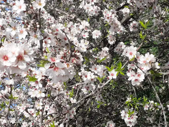 Maison du Théâtre | Portugal, Algarve, Tavira - maison de vacances Nous profitons déjà de la splendeur des fleurs d’amandiers du début à la mi-janvier.