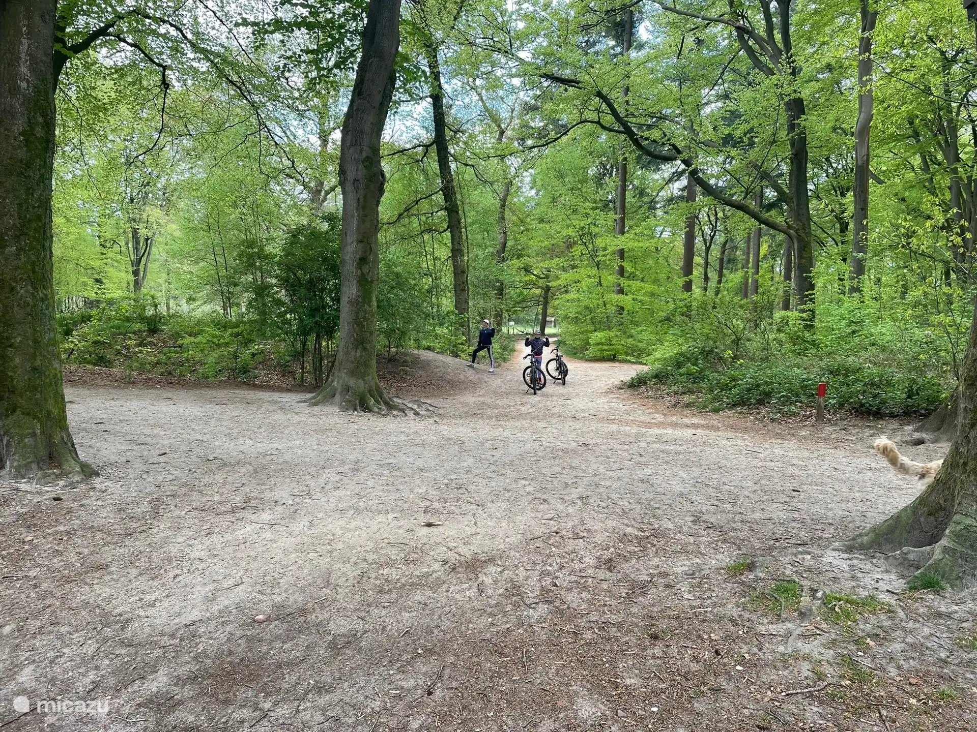 Hoekelumse bos - fietsen