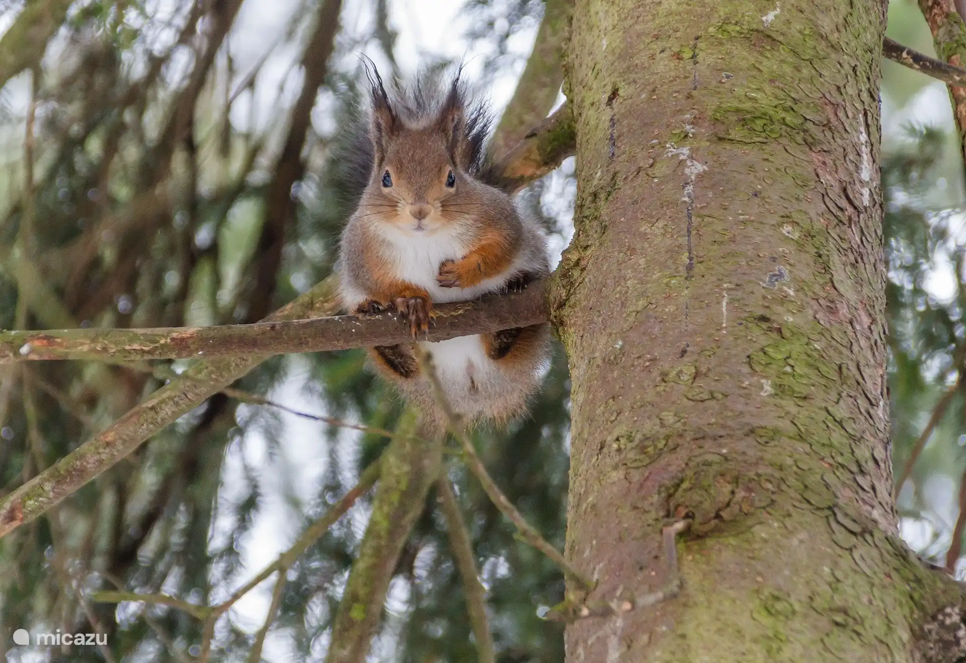 Eekhoorntjes in het bos op de Veluwe