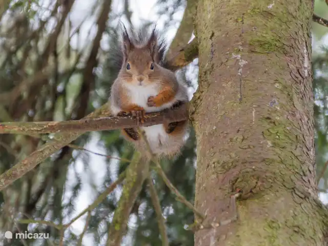 HoraHomes Hébergement de groupe | Pays-Bas, Gueldre, Bennekom - maison de vacances Écureuils dans la forêt de la Veluwe