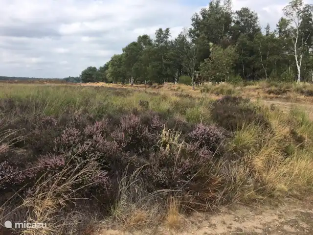 HoraHomes Hébergement de groupe | Pays-Bas, Gueldre, Bennekom - maison de vacances La lande de Ginkel