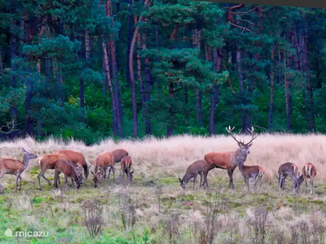 HoraHomes Hébergement de groupe | Pays-Bas, Gueldre, Bennekom - maison de vacances Le Hoge Veluwe