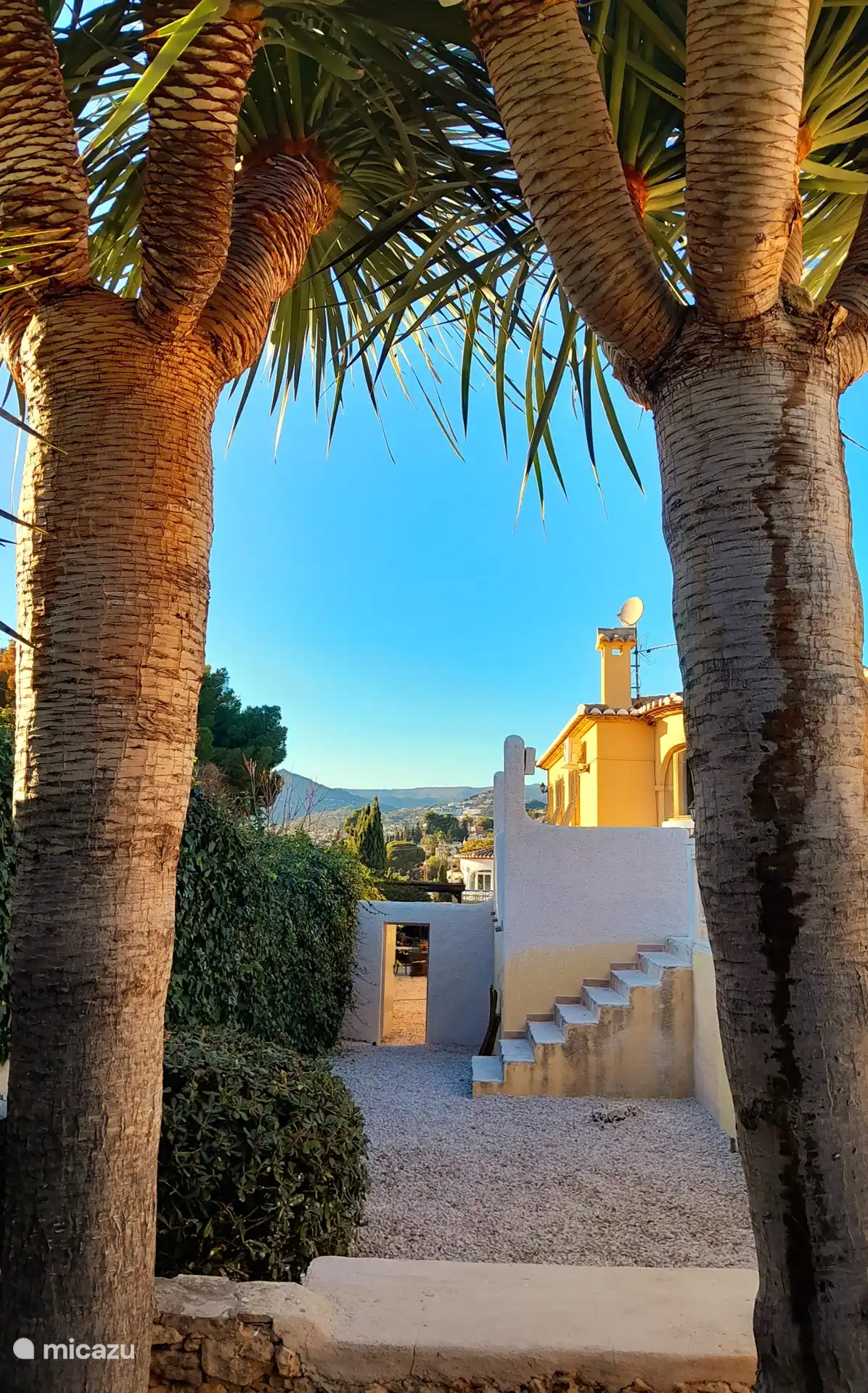 Vous détendre à l'ombre sous les Dragon Palms ?