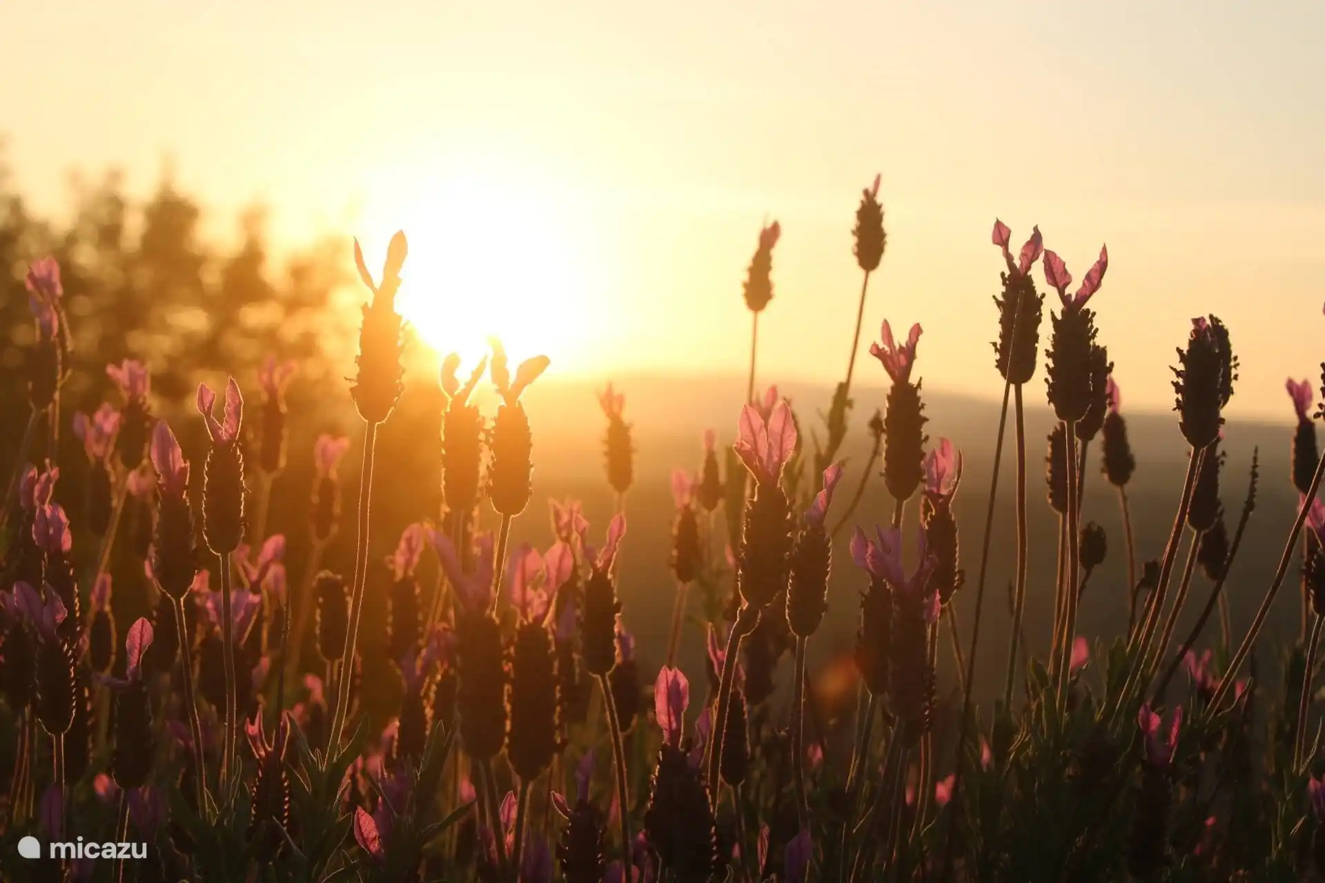 Quinta da Estrela - Lavendel