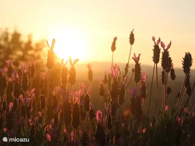 vakantiehuis huren in Portugal, Guarda, Vila Franca da Serra – Quinta da Estrela - Casa Pemba Quinta da Estrela - landschap