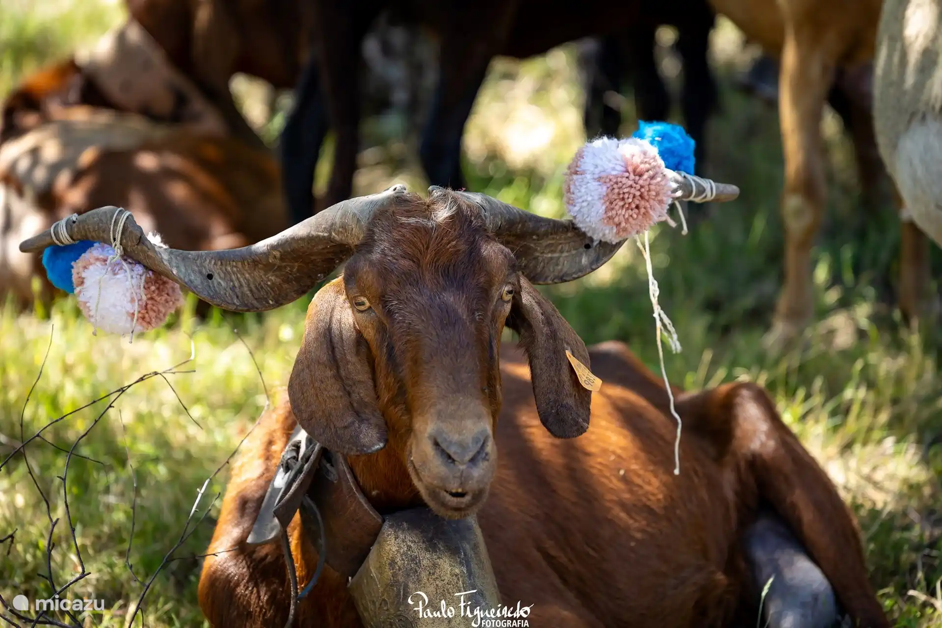 Quinta da Estrela - fêtes folkloriques traditionnelles