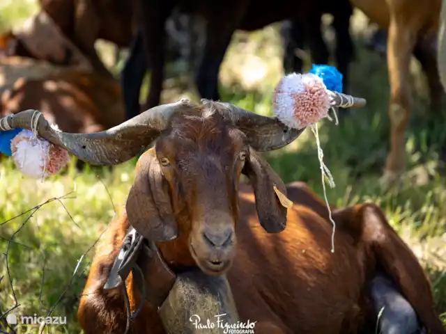 vakantiehuis huren in Portugal, Guarda, Vila Franca da Serra – Quinta da Estrela - Casa Pemba Quinta da Estrela - traditionele volksfeesten