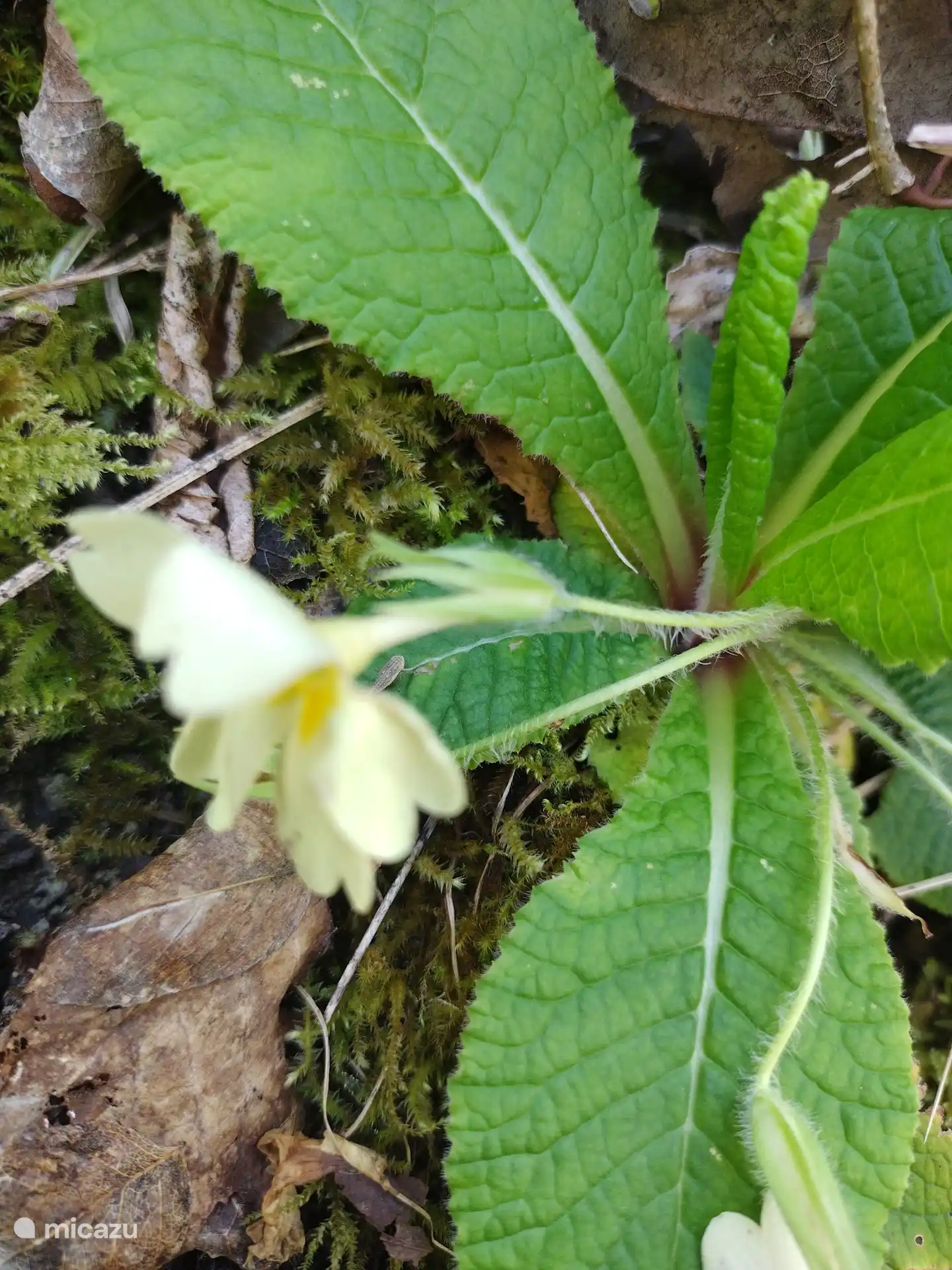 Primula Vulgaris (Stalkless Primrose)