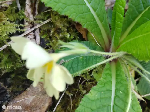 casa vacacional en Italia, Umbría, Asís  – Casa vacanza Ponte Marchetto Primula vulgaris (prímula sin tallo)