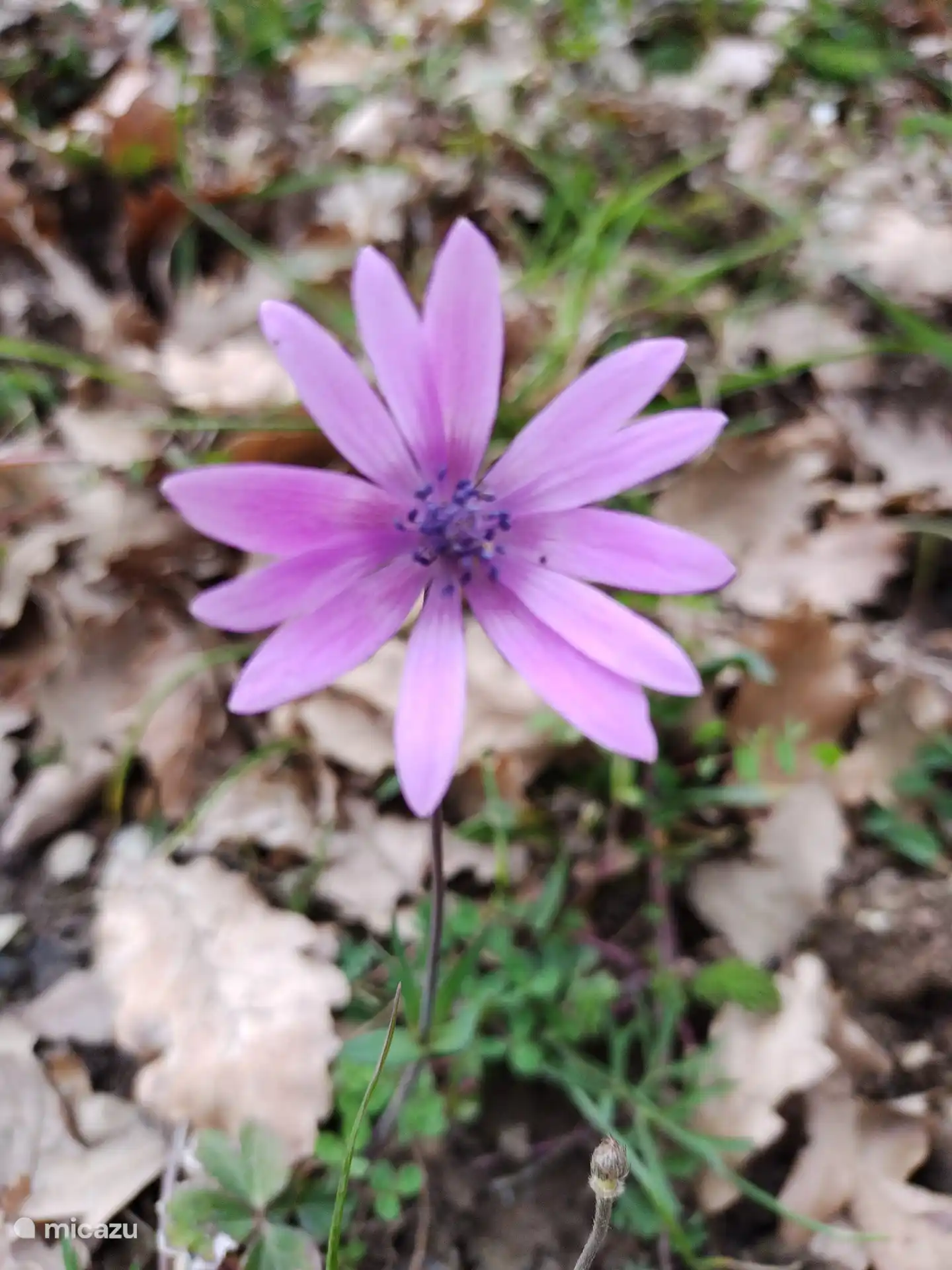 Wild plants in abundance.
