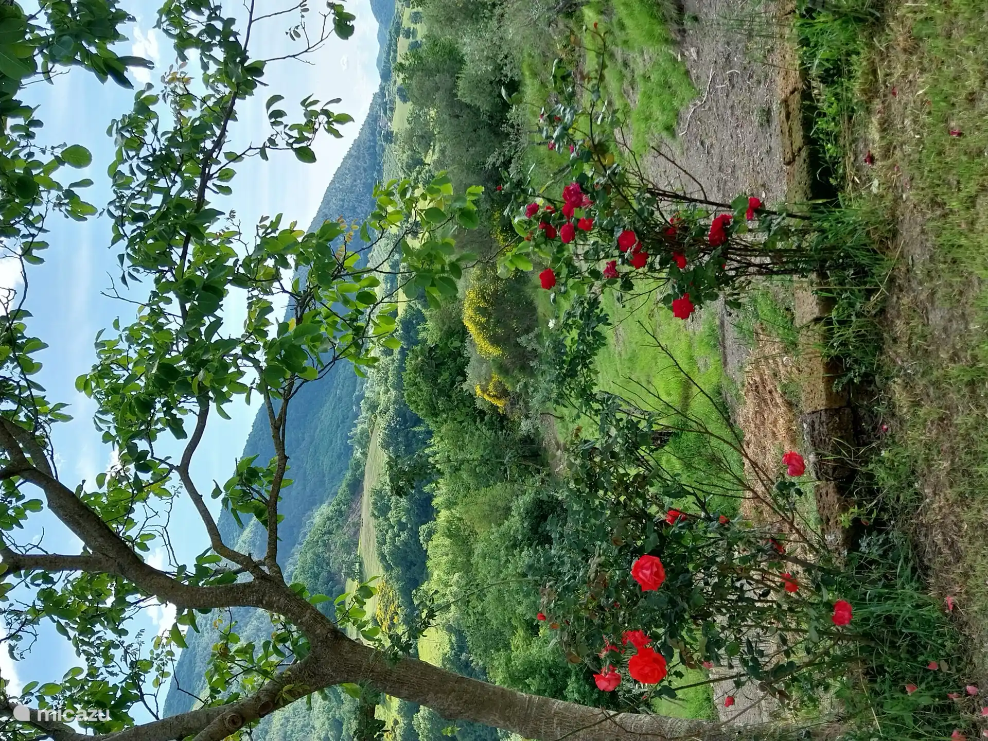 Panoramic views from the backyard.