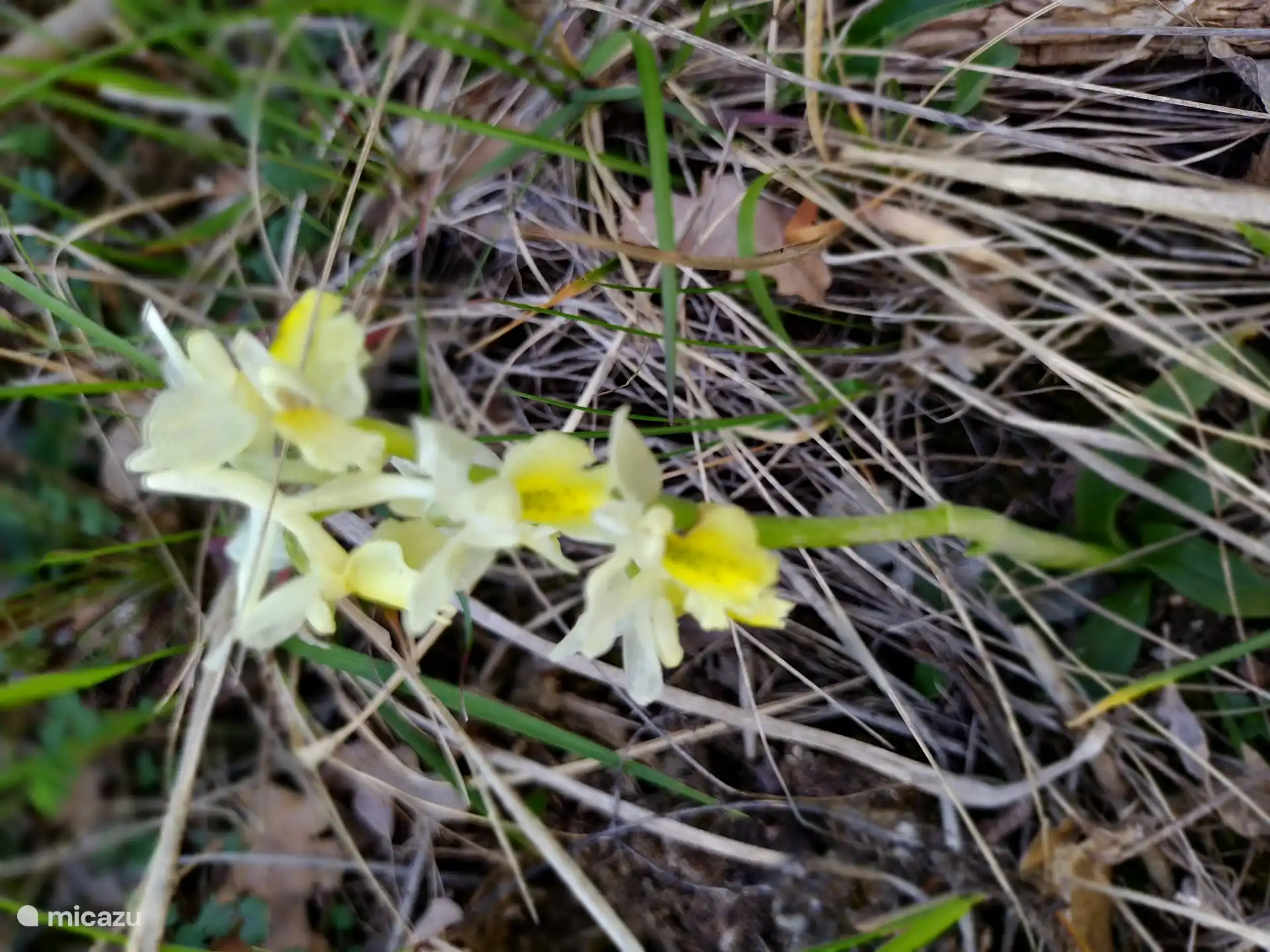 Orchis Pauciflora (pale yellow orchid)